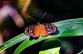 monarch butterfly on a green leaf in the forest