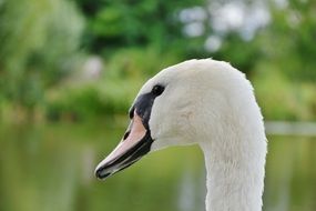 white swan on the background of the lake