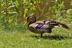 Duck on green grass