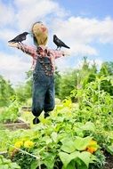 Scare Crow