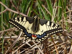 Colorful Papilio butterfly