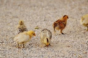 poultry at farm yard