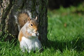 squirrel near the tree on the green grass