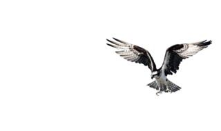 flying eagle on white background