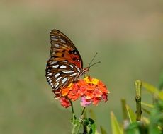 gulf fritillary butterfly on a flower