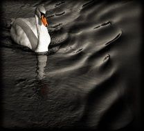 White swan in dark lake