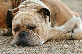 napping boxer dog