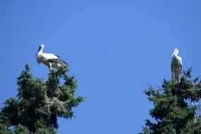 two storks on a tree