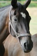 Horse Head closeup portrait