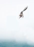lovely soaring gull
