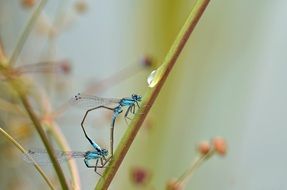 wild dragonflies pairing process