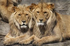 gorgeous lions in zoo portrait view