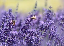 Lavender and Bee