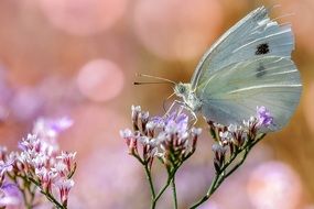 pale blue butterfly on the flower in spring