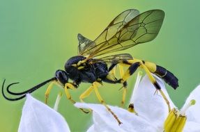 insect on a flower close-up picture