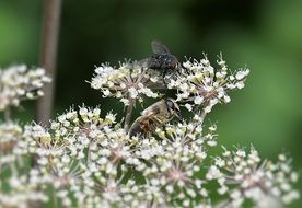 fly on field inflorescences