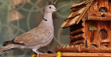 Dove on wooden Bird Feeder