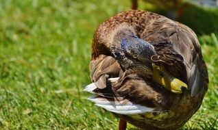 wild duck cleaning plumage