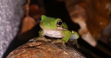 green tree frog on a stone