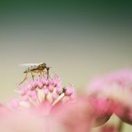 dance fly on pink inflorescences close-up