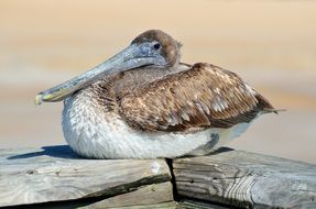 Pelican Bird Rest