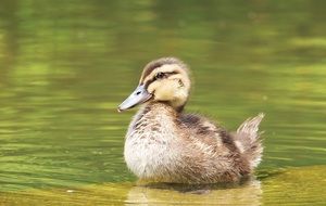 Entenjunges Ducky