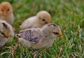 young chickens on the grass