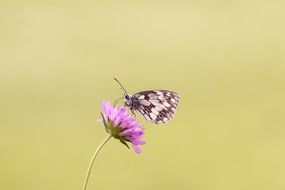 chess board butterfly on spring flower