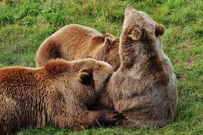 european brown bears on the grass