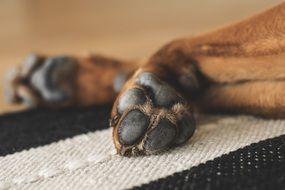 Dog Paws cute