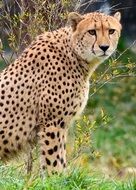 Cheetah Sitting