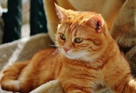 sweet red cat resting