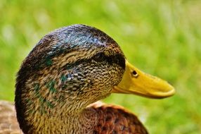 portrait of duck in a meadow