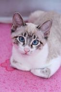 Thai Cat on pink close-up