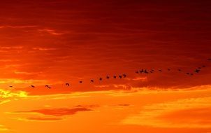 flock of birds flies through the beautiful sky