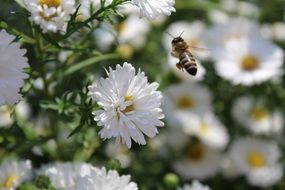 insect over white flowers on blurred background