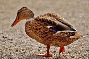 duck with brown plumage walking along the road