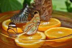tropical butterflies feeding on orange slices close