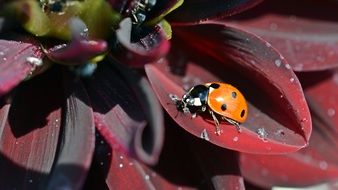 strikingly beautiful Ladybug