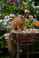 squirrel with fluffy tail