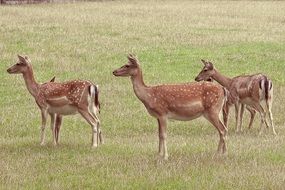 Deers