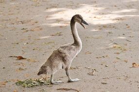 Swan walking on asphalt road