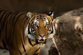 Photo of Siberian Tiger