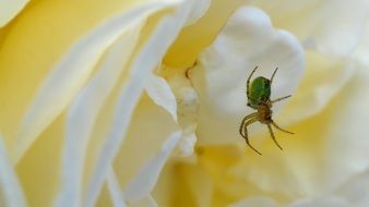 Spider on the rose