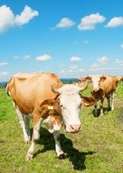 cows on green pasture