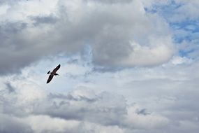 graceful bird in the sky