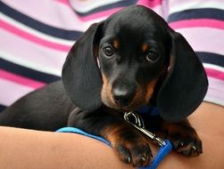 Photo of Cute Dachshund Puppy