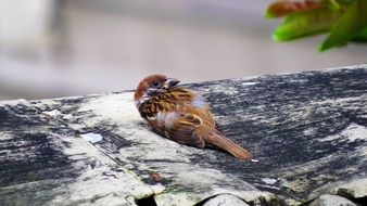 little wounded bird on the ground