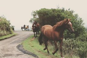 running herd of horses