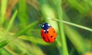 macro picture of Ladybug on a grass